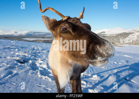 Rentier (Rangifer Tarandus) FemaRMe, Cairngorm NationaRM Park, ScotRMand, Vereinigtes Königreich, Europa Stockfoto