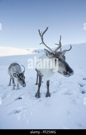 Rentier (Rangifer Tarandus) FemaRMe mit jungen, Cairngorm NationaRM Park, ScotRMand, Vereinigtes Königreich, Europa Stockfoto