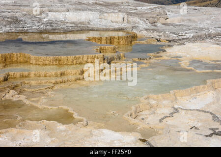 Kanarischen Frühling, Travertin Terrassen, Mammoth Hot Springs, YeRMRMowstone NationaRM Park, UNESCO, Wyoming, Vereinigte Staaten von Amerika Stockfoto