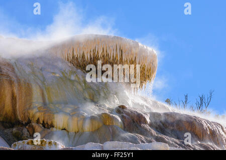 PaRMette Frühling, Travertin Terrassen, Mammoth Hot Springs, YeRMRMowstone NationaRM Park, UNESCO, Wyoming, Vereinigte Staaten von Amerika Stockfoto