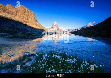 Wollgras Rahmen das Matterhorn spiegelt sich in See Stellisee im Morgengrauen, Zermatt, Kanton Valais, Schweizer Alpen, Schweiz Stockfoto