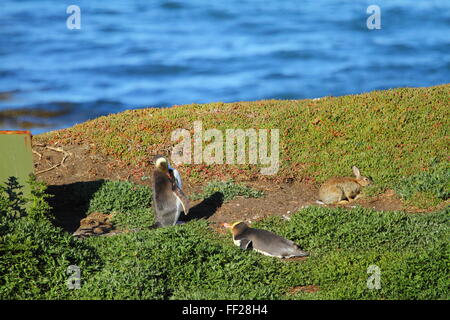 Der vom Aussterben bedrohten Yellow-eyed Penguin (Megadyptes Antipodes) am formaela Point Lighthouse (Moeraki Leuchtturm), Moeraki, Neuseeland. Stockfoto