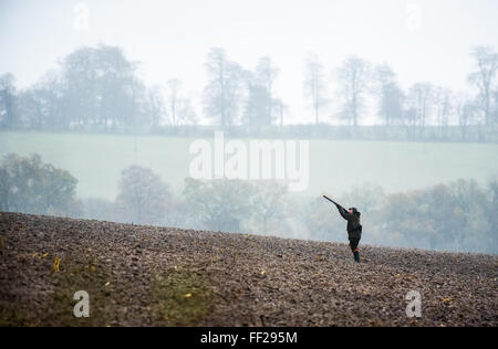 Schießen auf einem Fasan schießen in Wiltshire, England, Vereinigtes Königreich, Europa Stockfoto