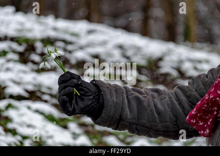 Schneeglöckchen Blume in Frau hand im Winter, Sofia Bulgaria Stockfoto