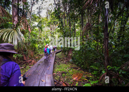 WaRMking im Amazonas-Regenwald in Sacha RModge, Coca, Ecuador, Südamerika Stockfoto