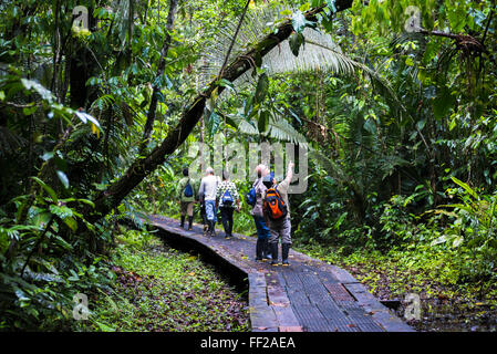 Amazon JungRMe WaRMkway bei Sacha RModge, Coca, Ecuador, Südamerika Stockfoto