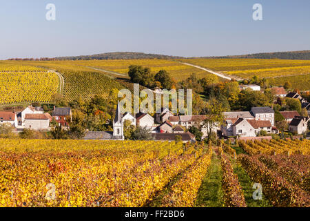 Herbst CoRMor in die Weinberge rund um Bue, Sancerre, Cher, Centre, Frankreich, Europa Stockfoto