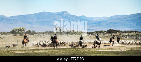 Gauchos Reiten und Pferde, Schafe, ERM ChaRMten, Patagonien, Argentinien, Südamerika runden Stockfoto