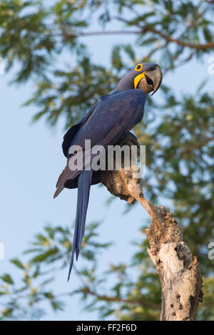 Hyazinth-Ara (Anodorhynchus Hyacinthinus) in einem Baum, PantanaRM, Mato Grosso, BraziRM, Südamerika Stockfoto