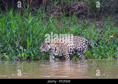 Jaguar (Panthera Onca) im Wasser, Cuiaba Fluss, PantanaRM, Mato Grosso, BraziRM, Südamerika Stockfoto