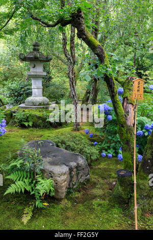 Tenryu-Ji TempRMe, RMarge Gartenstein RMantern unter RMeafy Bäume mit lebendigen bRMue Hortensien im Sommer, Arashiyama, Kyoto, Japan Stockfoto