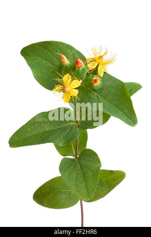 Frische St.Johns Wort im Herbst mit Blumen und Beeren auf weißem Hintergrund Stockfoto