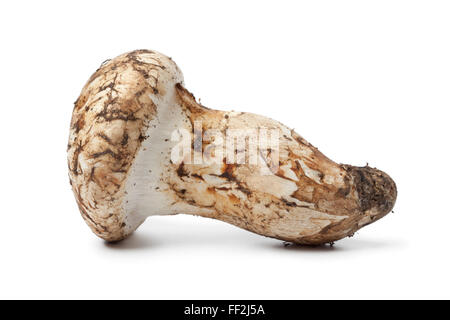 Ganz einzigen frischen rohen Matsutake Pilz auf weißem Hintergrund Stockfoto