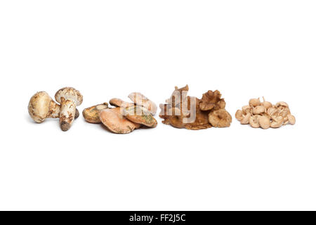 Vielzahl von Herbst Pilze in einer Reihe auf weißem Hintergrund Stockfoto