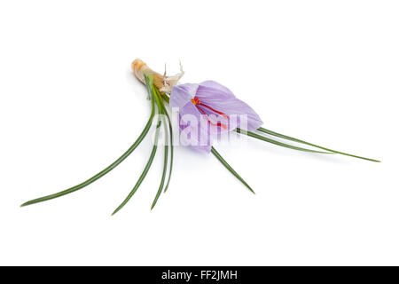 Frische Crocus Sativa Blumen auf weißem Hintergrund Stockfoto