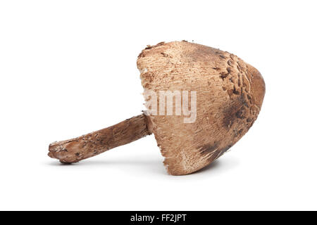 Frische ganze einzigen Parasol Pilz auf weißem Hintergrund Stockfoto