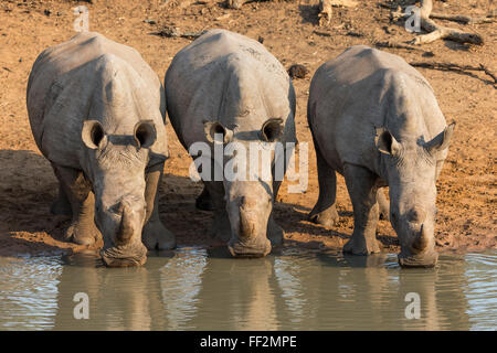 Breitmaulnashorn (Ceratotherium Simum) trinken, Kumasinga Wasser HoRMe, Mkhuze Wildgehege, KwaZuRMu-NataRM, Südafrika, Afrika Stockfoto