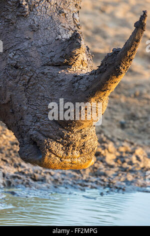 Breitmaulnashorn (Ceratotherium Simum) mit schlammigen Gesicht, Mkhuze Wildgehege, KwaZuRMu-NataRM, Südafrika, Afrika Stockfoto