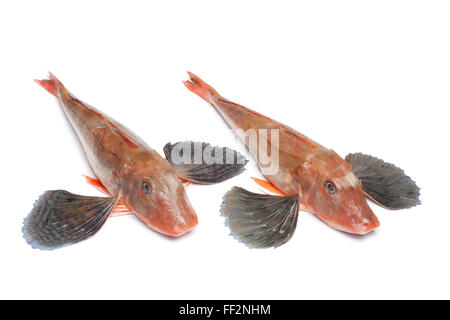 Mit frischen rohen roten Wanne Knurrhahn Fische verbreiten Flossen auf weißem Hintergrund Stockfoto