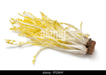 Frische gelbe Löwenzahn Blätter auf weißem Hintergrund Stockfoto