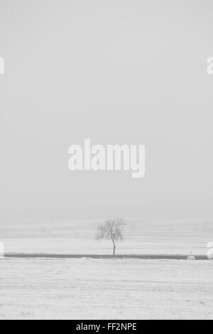 Ein einsamer Baum Straßenrand in der Nähe ein Meilenstein in der Winter-Einstellung. Textfreiraum oben Stockfoto