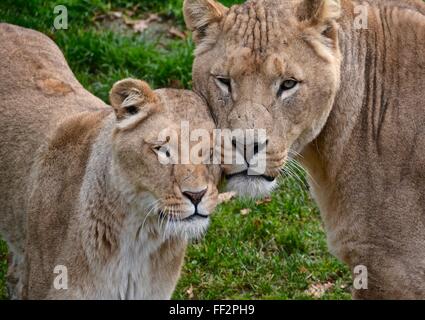 Löwenkopf zeigen Zuneigung. Stockfoto