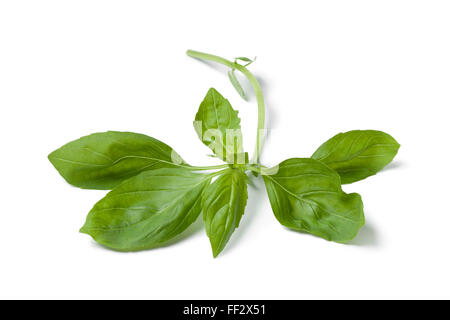 Zweig frischer grüner Basilikum auf weißem Hintergrund Stockfoto