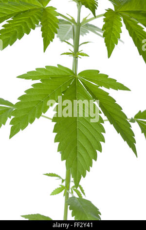 Marihuana-Pflanze hautnah auf weißem Hintergrund Stockfoto