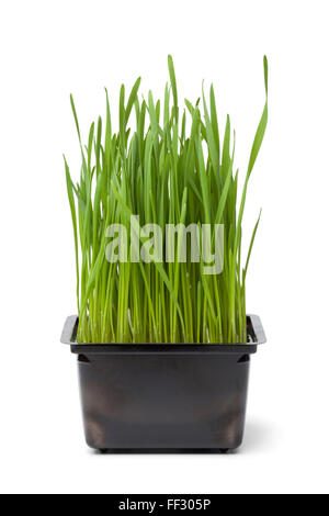 Bio Weizengras in Plastikbehälter auf weißem Hintergrund Stockfoto