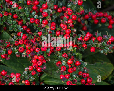 Zwergmispel Horizontalis Beeren Stockfoto