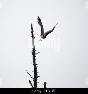 Ein Fischadler (Pandion Haliaetus) ausziehen in Nova Scotia, Kanada. Der Greifvogel ist Razzien von einem Baum. Stockfoto