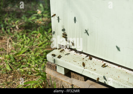 Bienenstöcke in einem Bienenhaus mit Bienen fliegen an die Landung-Boards in einem grünen Garten Stockfoto