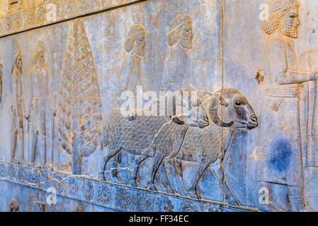 Antike Persische Carving in Persepolis - Iran Stockfoto