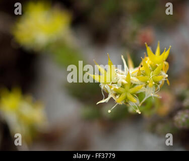 Beißen Mauerpfeffer (Sedum Acre) in Blüte. Eine blühende Sukkulenten Pflanze in der Familie Crassulaceae, wachsen auf einem Felsvorsprung Stockfoto