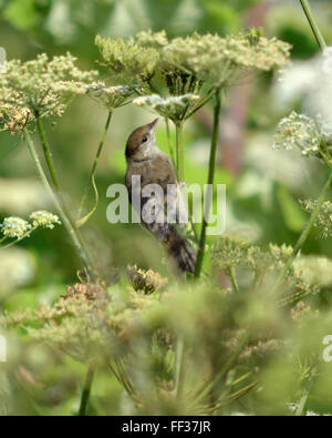 Mönchsgrasmücke (Sylvia Atricapilla) Vogel auf Bärenklau. Ein weiblicher Vogel in der Familie Silviidae Fütterung auf Bärenklau Dolden Stockfoto