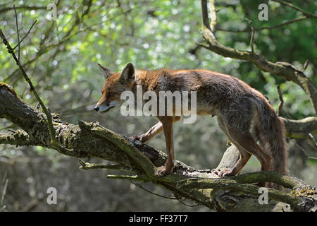 Rotfuchs / Rotfuchs (Vulpes Vulpes) steht in einem Baum, auf einen Baum klettern, erwachsenes Weibchen im Sommerfell. Stockfoto