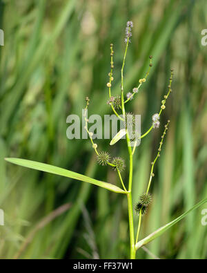 Verzweigte Bur-reed (Sparganium Erectum) in Blüte. Feuchtgebiet Pflanze in der Familie Typhaceae Blüte Stockfoto