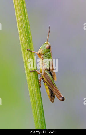 Wiese Grasshopper / Gemeiner Grashuepfer ( Chorthippus parallelus ) ruht auf einem Grasstamm, detaillierte Nahaufnahme, sauberer Hintergrund, Tierwelt, Europa. Stockfoto