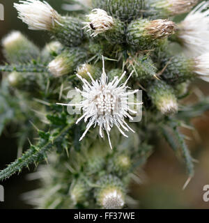 Marsh Distel (Cirsium Palustre) weiße Blume. Ein Beispiel für die gelegentlich weiße Form dieser Pflanze in der Familie der Korbblütler Stockfoto