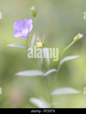 Gemeinsame Flachs (Linum Usitatissimum) in Blüte. Eine zarte blau blühenden Pflanze, eingebürgert in Großbritannien von der wachsenden für Leinöl Stockfoto