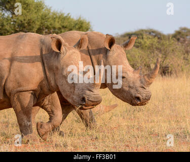 Zwei weiße Rhinos zu Fuß durch die Savanne Stockfoto