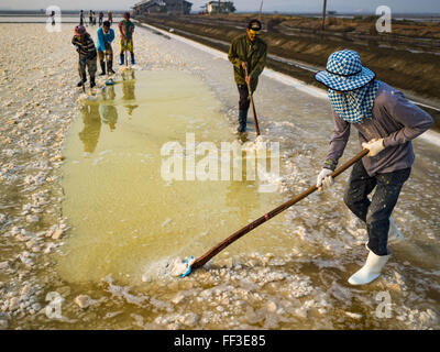 Ban Laem, Phetchaburi, Thailand. 10. Februar 2016. Arbeiter Harke Salz in einem Salz Feld am Anfang der Ernte in der Provinz Phetchaburi, Thailand. Die Salzernte in Thailand in der Regel im Februar beginnt und dauert bis Mai. Salz wird geerntet, in vielen Provinzen entlang der Küste, aber die Salzfelder in Phetchaburi Provinz gelten die produktivste. Die Salzfelder werden überflutet mit Meerwasser, der so dass verdunstet Salz hinter. Salzproduktion setzt auf trockenes Wetter und Produzenten hoffen, dass die aktuelle Dürre eine längere Erntezeit für sie bedeuten wird. (Kredit Im Stockfoto