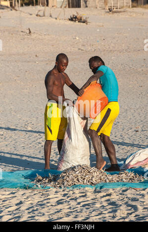 Madagassischen Fischer Sammlung getrockneter Fisch am Strand, Morondava, Provinz Toliara, Madagaskar Stockfoto