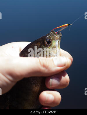 Sonnenbarsch Fisch gehaltenen Fliegenfischer Stockfoto