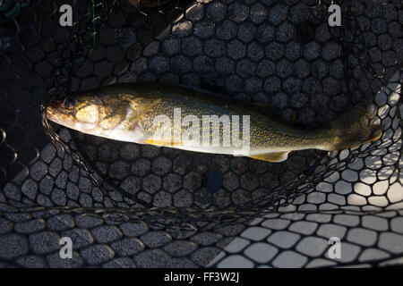 Zander gefangen von Angler im Fischernetz Stockfoto