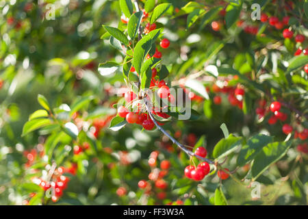 Nahaufnahme von Kirschen wachsen in einem Obstgarten in Nord-Michigan Stockfoto