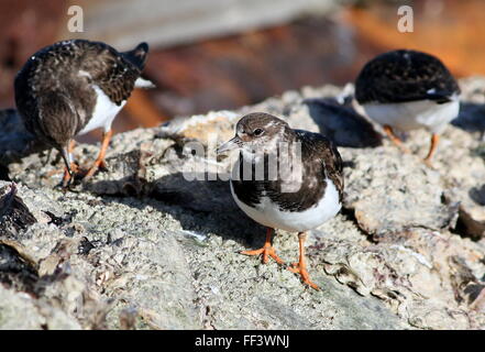 Drei Futtersuche Ruddy Steinwälzer (Arenaria Interpres) im Winterkleid Stockfoto