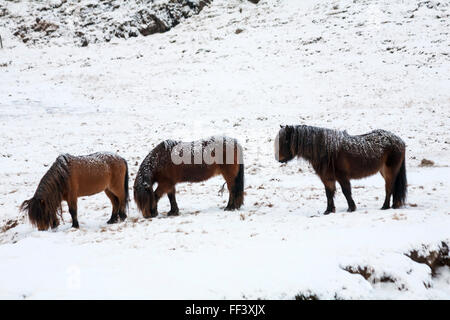Isländische Pferde im Schnee auf Island im Januar Stockfoto