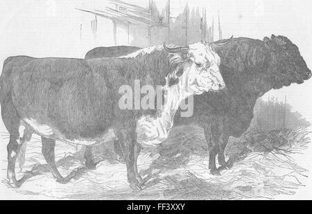 NORFOLK-Preis, Norwich Bauernhof Viehschau 1849. Illustrierte London News Stockfoto