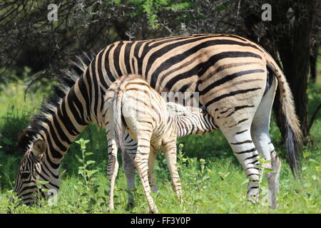 Zebra, die von Mutter Limpopo Südafrika abspülung Stockfoto